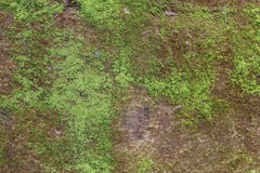 Algas verdes en el muro de cemento imagen de archivo libre de regalías Algas verdes en el muro de cemento imagen de archivo libre de regalías