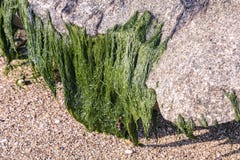 Alghe verdi allegate alla pietra a bassa marea alla riva di mare fotografie stock Alghe verdi allegate alla pietra a bassa marea alla riva di mare fotografie stock
