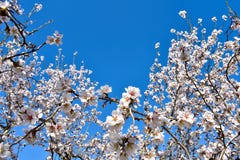 algunas flores blancas de la almendra en el extremo de ramas de un árbol de almendra en un día de primavera con un un montón flor imágenes de archivo libres de regalías algunas flores blancas de la almendra en el extremo de ramas de un árbol de almendra en un día de primavera con un un montón flor imágenes de archivo libres de regalías