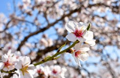 algunas flores blancas de la almendra en el extremo de una rama de un árbol de almendra en un día de primavera con un un montón f imagenes de archivo algunas flores blancas de la almendra en el extremo de una rama de un árbol de almendra en un día de primavera con un un montón f imagenes de archivo