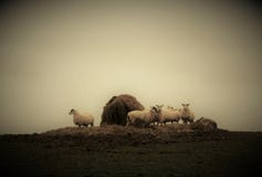 Algunas ovejas que pastan en un prado de niebla foto de archivo libre de regalías Algunas ovejas que pastan en un prado de niebla foto de archivo libre de regalías
