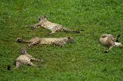 Algunos jaguares que descansan en la hierba del parque zoológico imágenes de archivo libres de regalías Algunos jaguares que descansan en la hierba del parque zoológico imágenes de archivo libres de regalías