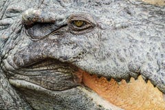 Aligatora lub krokodyla pojęcie Oko aligator i zęby na głowie Oko jest jaskrawym złotym pięknym kolorem zdjęcia royalty free Aligatora lub krokodyla pojęcie Oko aligator i zęby na głowie Oko jest jaskrawym złotym pięknym kolorem zdjęcia royalty free