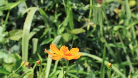 Alimentación de la mariposa en maravilla Alimentación de la mariposa en maravilla