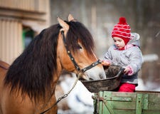 Alimentación infantil un caballo en invierno fotos de archivo Alimentación infantil un caballo en invierno fotos de archivo