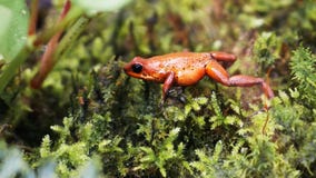 Alimentation de grenouille de dard de poison Alimentation de grenouille de dard de poison