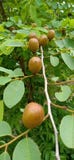 Alimento indiano natural muito para testar o alimento muito bonito fotografia de stock Alimento indiano natural muito para testar o alimento muito bonito fotografia de stock