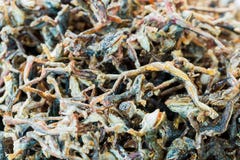 Alimentos de preparación rápida fritos de las pequeñas ranas de alto valor proteico en Asia fotografía de archivo Alimentos de preparación rápida fritos de las pequeñas ranas de alto valor proteico en Asia fotografía de archivo