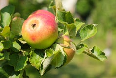 Alkmene Apple Tree (Early Windsor) With Fruit In Austria Royalty Free Stock Photo Alkmene Apple Tree (Early Windsor) With Fruit In Austria Royalty Free Stock Photo