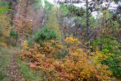 All the colors of the forest, italy Royalty Free Stock Photography All the colors of the forest, italy Royalty Free Stock Photography