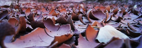 All Dried Up Stock Photos All Dried Up Stock Photos