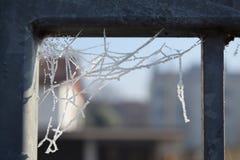 Icy cobweb on a winter morning stock photos Icy cobweb on a winter morning stock photos