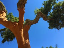 Cork Tree - Portugal`s National Tree stock photos Cork Tree - Portugal`s National Tree stock photos