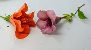 Allamanda cathartica und Malve des Chinesen Rose oder Rosa lokalisiert Stockbild Allamanda cathartica und Malve des Chinesen Rose oder Rosa lokalisiert Stockbild