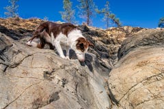 Allarme border collie che guarda una lucertola sulle rocce immagini stock Allarme border collie che guarda una lucertola sulle rocce immagini stock