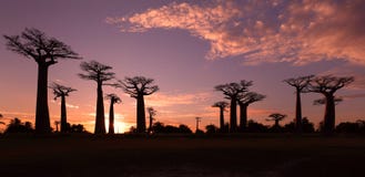 Allee der Baobabs, Madagaskar stockfoto Allee der Baobabs, Madagaskar stockfoto