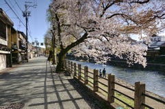 Cherry Blosom in Takayama, Japan