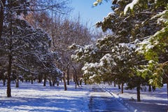 Road in the park illuminated by the sun under the snow stock photography Road in the park illuminated by the sun under the snow stock photography