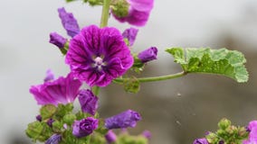 Allgemeine Malve der Nahaufnahme stockfotos Allgemeine Malve der Nahaufnahme stockfotos
