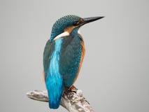 Allgemeiner Eisvogel oder Alcedo atthis auf einer Niederlassung lizenzfreie stockbilder Allgemeiner Eisvogel oder Alcedo atthis auf einer Niederlassung lizenzfreie stockbilder