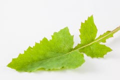 Allgemeiner Löwenzahn Taraxacum officinale lizenzfreie stockbilder Allgemeiner Löwenzahn Taraxacum officinale lizenzfreie stockbilder