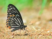 Allgemeiner Pantomimeschmetterling und -mineral im Sand lizenzfreies stockbild Allgemeiner Pantomimeschmetterling und -mineral im Sand lizenzfreies stockbild