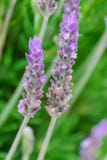 Allgemeines Lavendelblumen Lavandula angustifolia stockfoto Allgemeines Lavendelblumen Lavandula angustifolia stockfoto