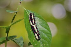 Allgemeines Pantomime-Papilio-clytia Gleiskettenfahrzeug lizenzfreie stockfotografie Allgemeines Pantomime-Papilio-clytia Gleiskettenfahrzeug lizenzfreie stockfotografie