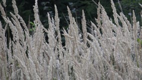 Allgemeines REEDblume, die im Wind, Reedeinfluß im Wind durchbrennt stock footage Allgemeines REEDblume, die im Wind, Reedeinfluß im Wind durchbrennt stock footage