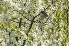 Allgemeines whitethroat auf dem Gebiet, Schweden stockfotos Allgemeines whitethroat auf dem Gebiet, Schweden stockfotos