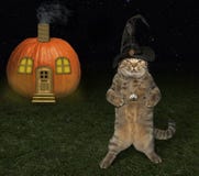 Allhelgonaaftonkatt- och pumpahus arkivbild Allhelgonaaftonkatt- och pumpahus arkivbild