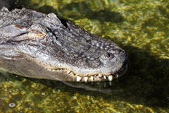 Alligator Royalty Free Stock Images