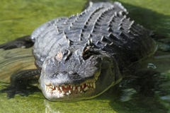 Alligator Stock Image