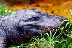 Alligator Royalty Free Stock Photos