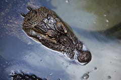 Alligator floating on water stock photos Alligator floating on water stock photos