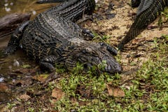 Alligatore in uno zoo nella giungla di Amazon immagine stock Alligatore in uno zoo nella giungla di Amazon immagine stock