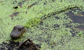 Alligatoren und Baby-Alligatoren im Schutz der Bl?tter in Floridas Wasser lizenzfreies stockbild Alligatoren und Baby-Alligatoren im Schutz der Bl?tter in Floridas Wasser lizenzfreies stockbild