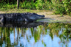 Alligatorstillstehen lizenzfreie stockfotos Alligatorstillstehen lizenzfreie stockfotos
