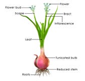 Allium cepa (albero della cipolla) Fotografia Stock