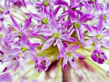 Allium Giganteum Royalty Free Stock Photo Allium Giganteum Royalty Free Stock Photo