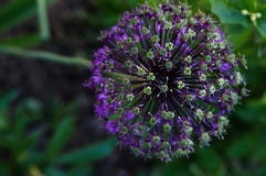 Allium roxo da flor bonita imagens de stock royalty free Allium roxo da flor bonita imagens de stock royalty free