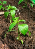 Alm?cigos dulces del paprika, pl?ntulas en una cama del huerto fotos de archivo libres de regalías Alm?cigos dulces del paprika, pl?ntulas en una cama del huerto fotos de archivo libres de regalías