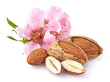 Almendras con las flores imagen de archivo Almendras con las flores imagen de archivo