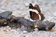 Almirante branco Butterfly Feeding em Poo Imagem de Stock Royalty Free Almirante branco Butterfly Feeding em Poo Imagem de Stock Royalty Free