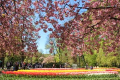 Almond blooming tree branches over field of yellow and red beautiful tulips. Tourists walking in spring time in royalty free stock photo Almond blooming tree branches over field of yellow and red beautiful tulips. Tourists walking in spring time in royalty free stock photo