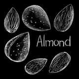 Almond nut by white chalk on black background. Almond nut clean and in shell hand-drawn illustration vector illustration Almond nut by white chalk on black background. Almond nut clean and in shell hand-drawn illustration vector illustration
