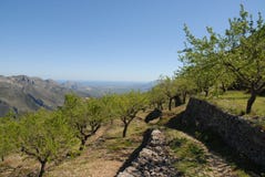 Almond trees on mountain terraces, Spain royalty free stock photo Almond trees on mountain terraces, Spain royalty free stock photo