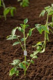 Almácigos del tomate crecidos para el jardín Árboles jóvenes del tomate en el invernadero en la primavera imagen de archivo Almácigos del tomate crecidos para el jardín Árboles jóvenes del tomate en el invernadero en la primavera imagen de archivo