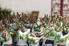 Almácigos jovenes de rosas en paquetes y potes en el estante de la tienda fotografía de archivo libre de regalías Almácigos jovenes de rosas en paquetes y potes en el estante de la tienda fotografía de archivo libre de regalías