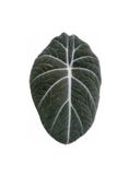 Alocasia стоковые изображения rf Alocasia стоковые изображения rf